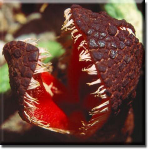 Hydnora Africana sống chủ yếu ở nam Phi. Nó là một cây sống ký sinh. Cây sử dụng mùi kinh khủng của mình để thu hút những loài côn trùng nhỏ và ăn thịt.